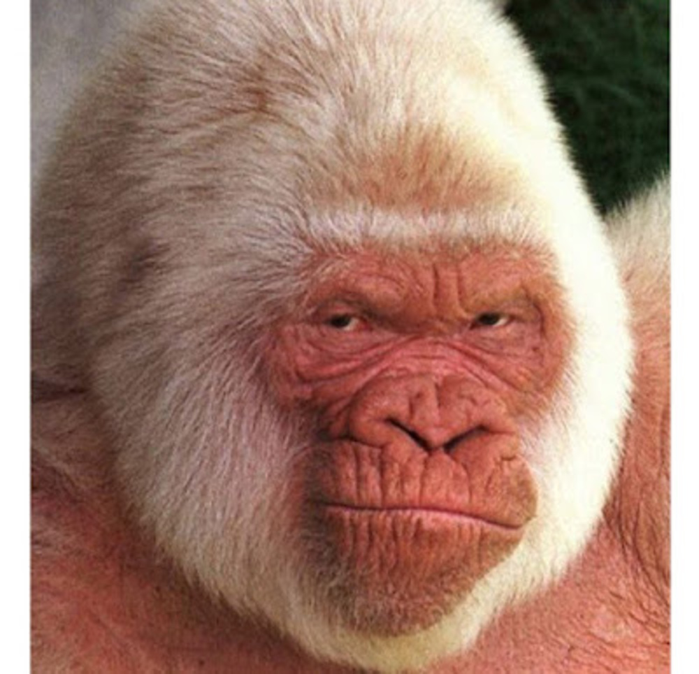 Meet your Posher, Levi